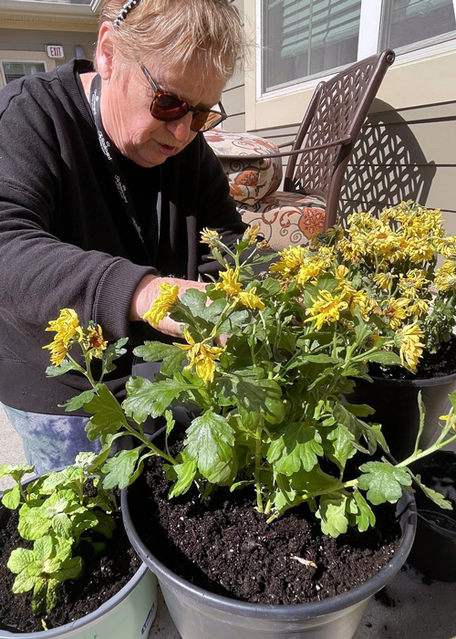 Senior woman wearing sunglasses and dark clothing tends to large yellow flowering plants in pots on a sunny patio.